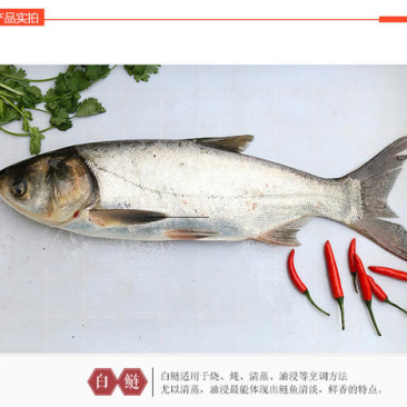 白鲢大白鲢去鳞去内脏去腮鲜活现杀，新鲜美味冰鲜发货