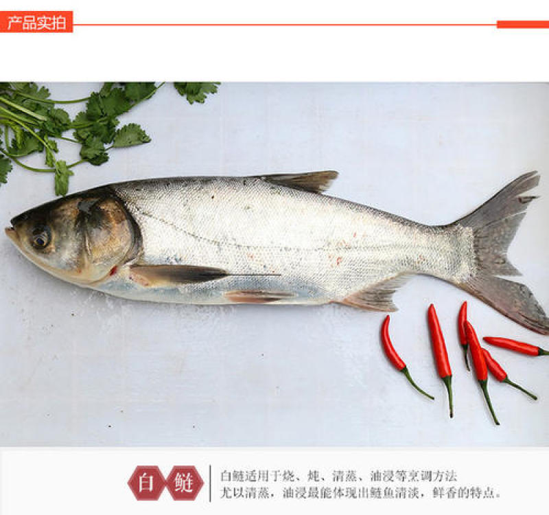 白鲢大白鲢去鳞去内脏去腮鲜活现杀，新鲜美味冰鲜发货