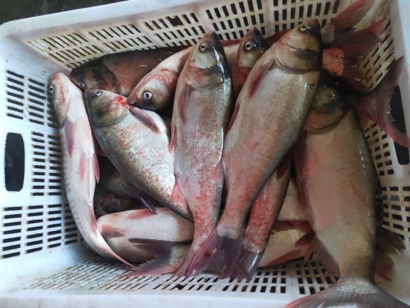白鲢大白鲢去鳞去内脏去腮鲜活现杀，新鲜美味冰鲜发货
