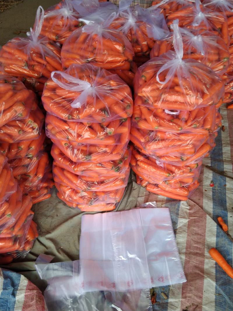 萧县三红胡萝卜，精品中条，小条，大头，淮海经济区种植基地