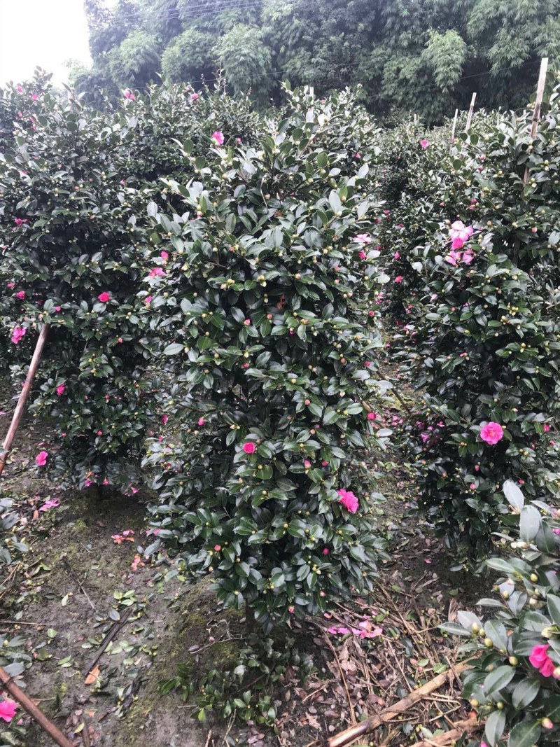 茶梅柱，1.5—2米茶梅柱，成都茶梅柱销售
