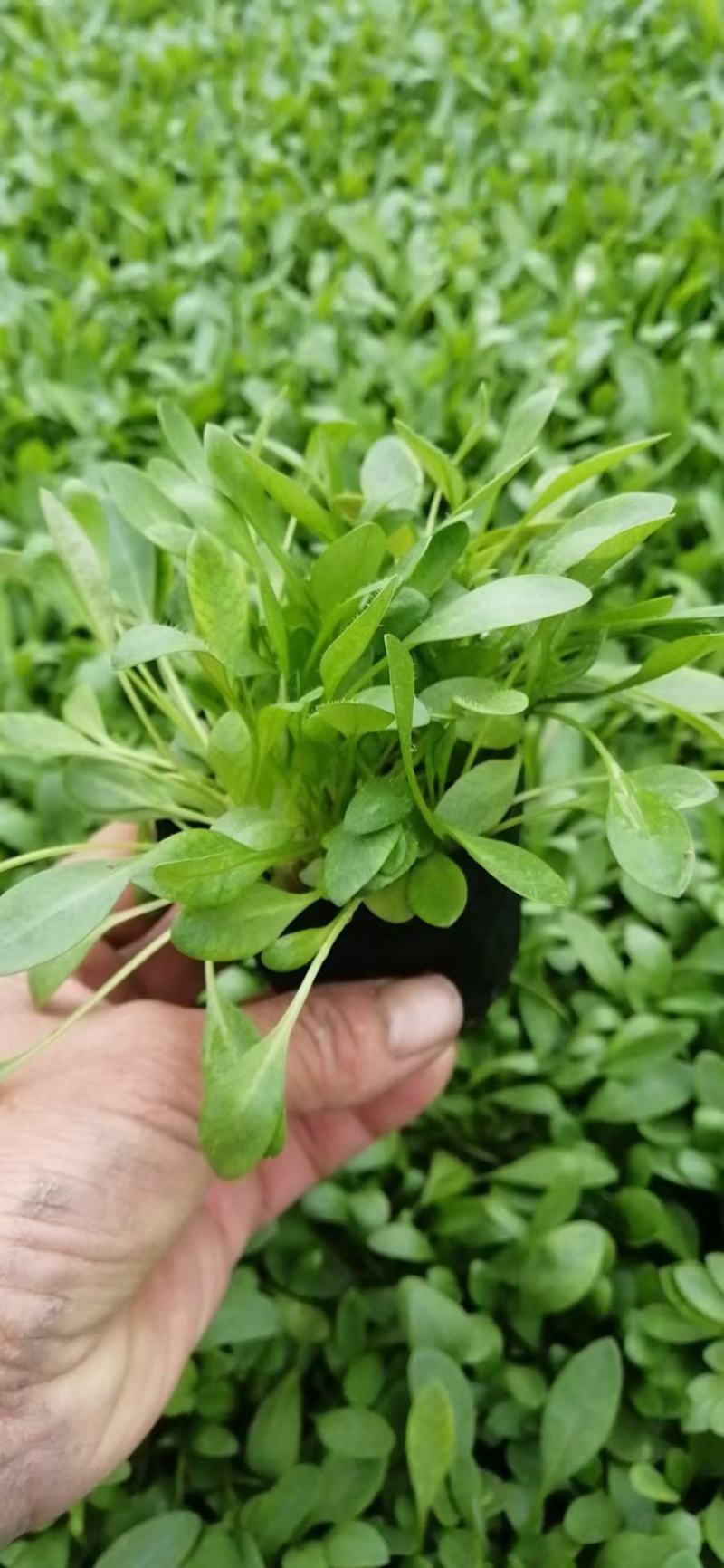 金鸡菊，金鸡菊基地，金鸡菊苗，山东金鸡菊，金鸡菊杯苗