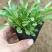 金鸡菊，金鸡菊基地，金鸡菊苗，山东金鸡菊，金鸡菊杯苗