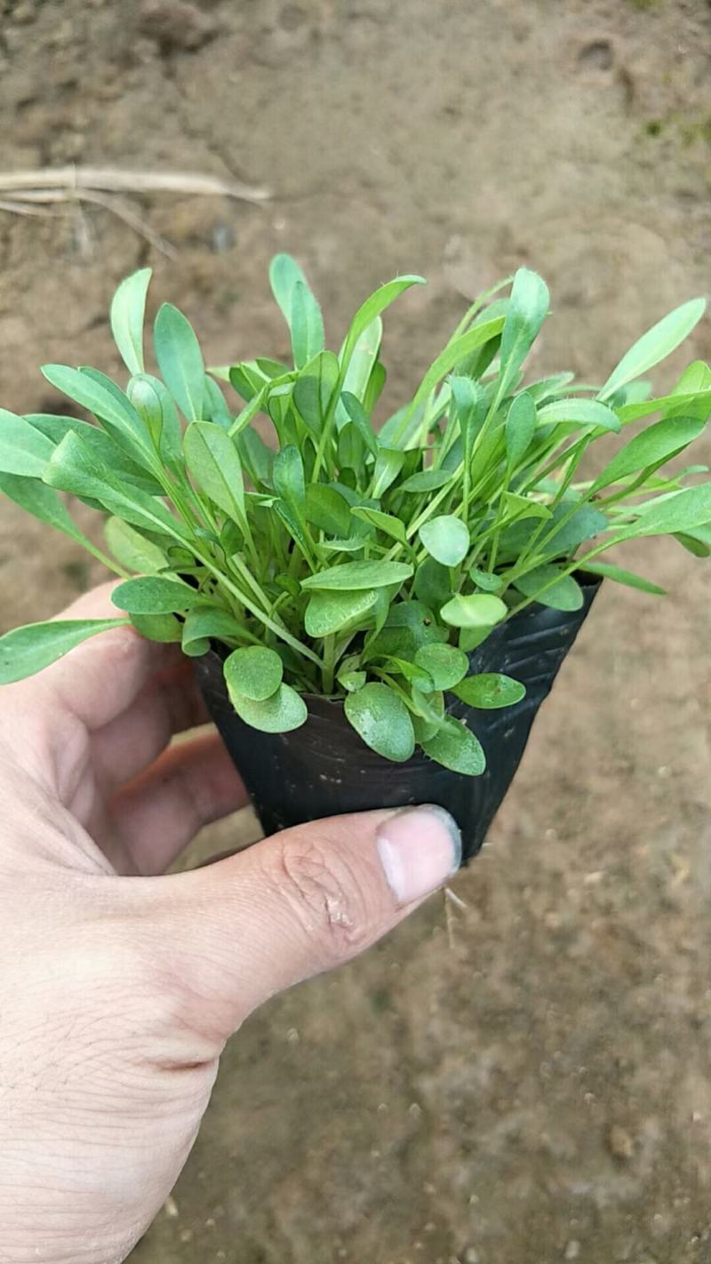 金鸡菊，金鸡菊基地，金鸡菊苗，山东金鸡菊，金鸡菊杯苗