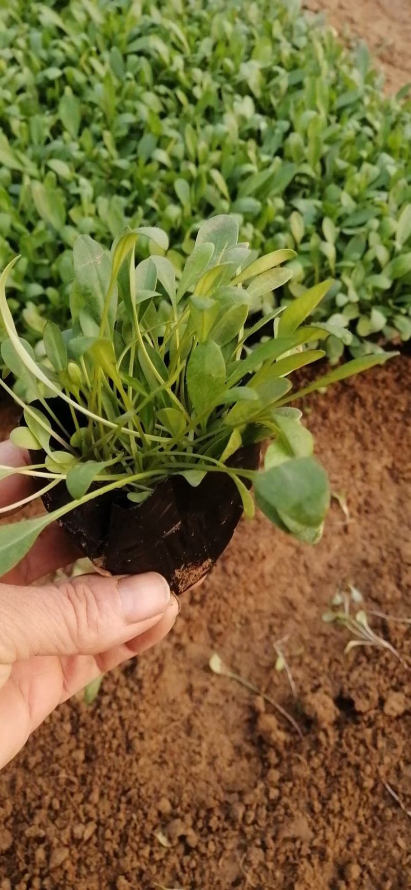 金鸡菊，金鸡菊基地，金鸡菊苗，山东金鸡菊，金鸡菊杯苗