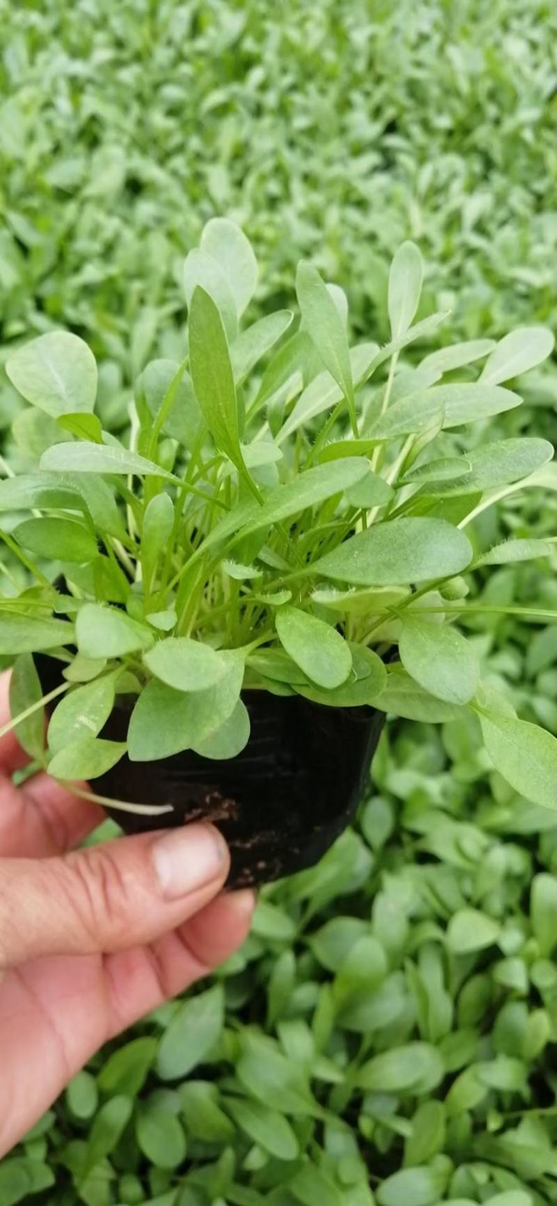 金鸡菊，金鸡菊基地，金鸡菊苗，山东金鸡菊，金鸡菊杯苗