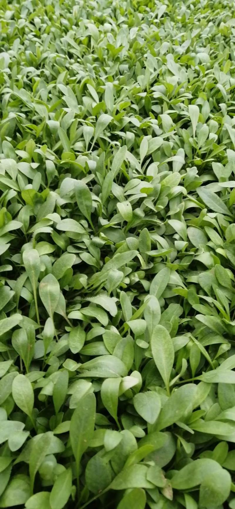 金鸡菊，金鸡菊基地，金鸡菊苗，山东金鸡菊，金鸡菊杯苗