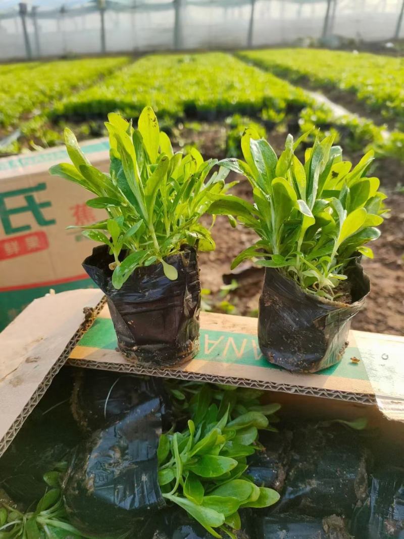 金鸡菊，金鸡菊基地，金鸡菊苗，山东金鸡菊，金鸡菊杯苗