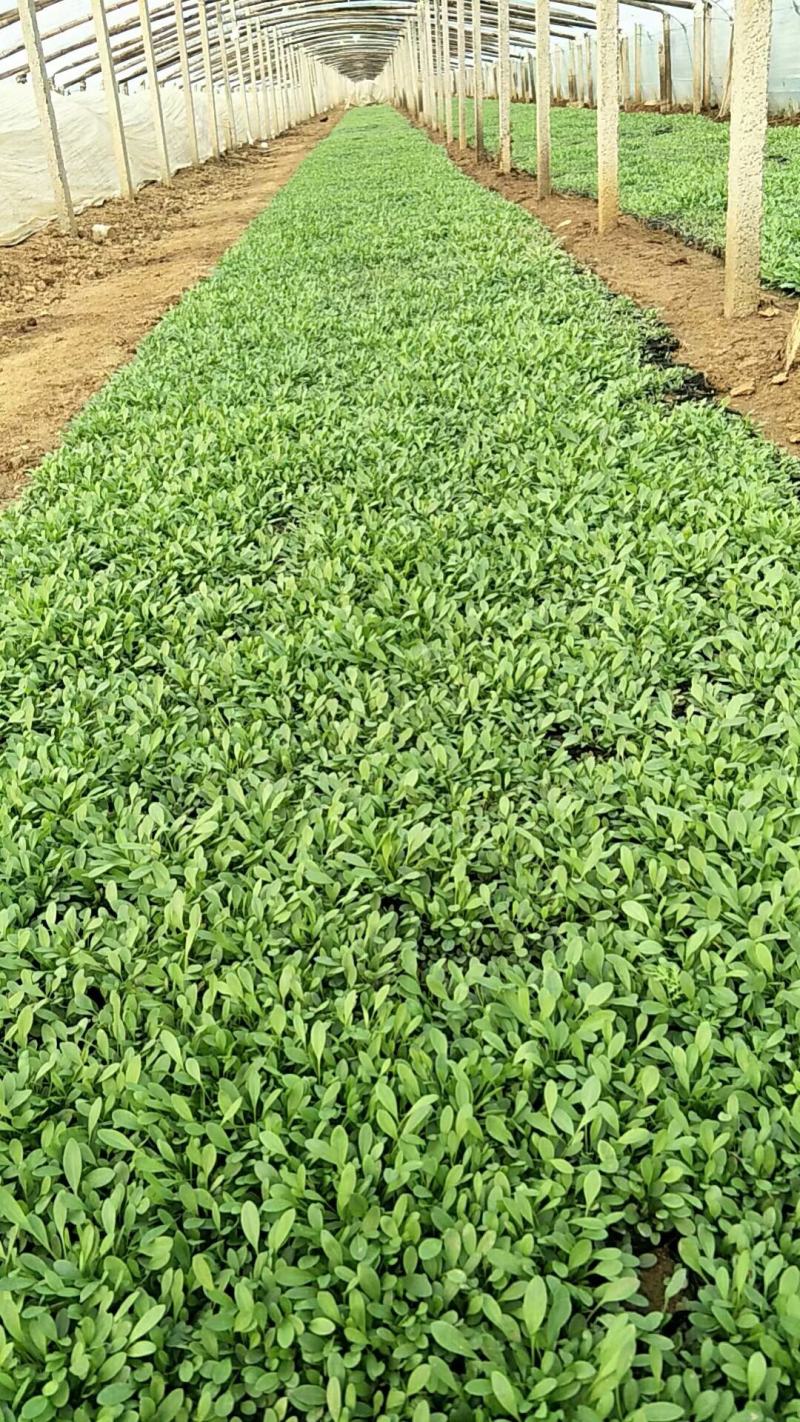 金鸡菊，金鸡菊基地，金鸡菊苗，山东金鸡菊，金鸡菊杯苗