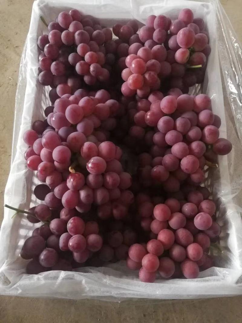 河北省张家口市涿鹿县果树厂的精品红提葡萄
