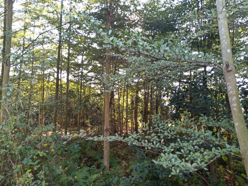 小叶榄仁地面8-15公分