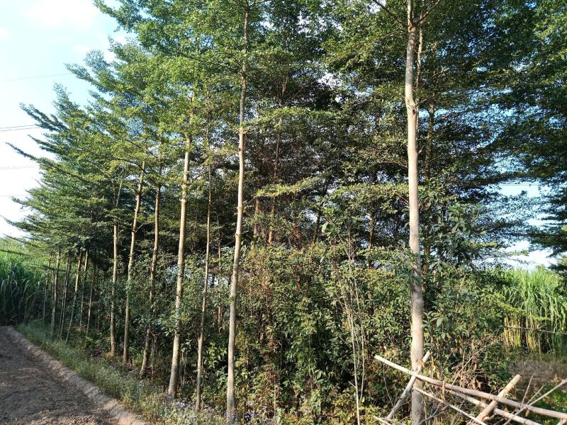 小叶榄仁地面8-15公分