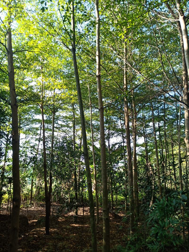 小叶榄仁地面8-15公分
