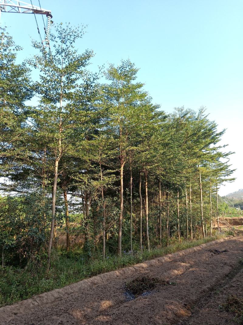 小叶榄仁地面8-15公分