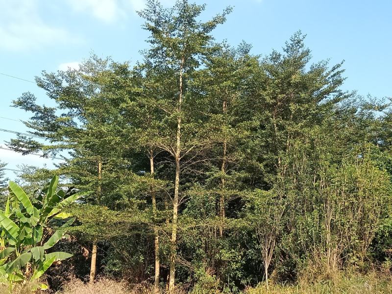 小叶榄仁地面8-15公分