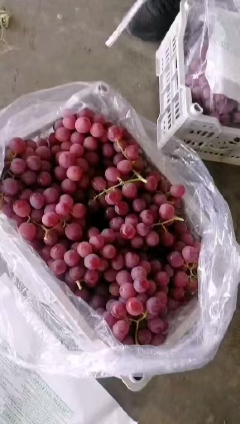 河北涿鹿县红提涿鹿红提葡萄通货精品都有货源充足