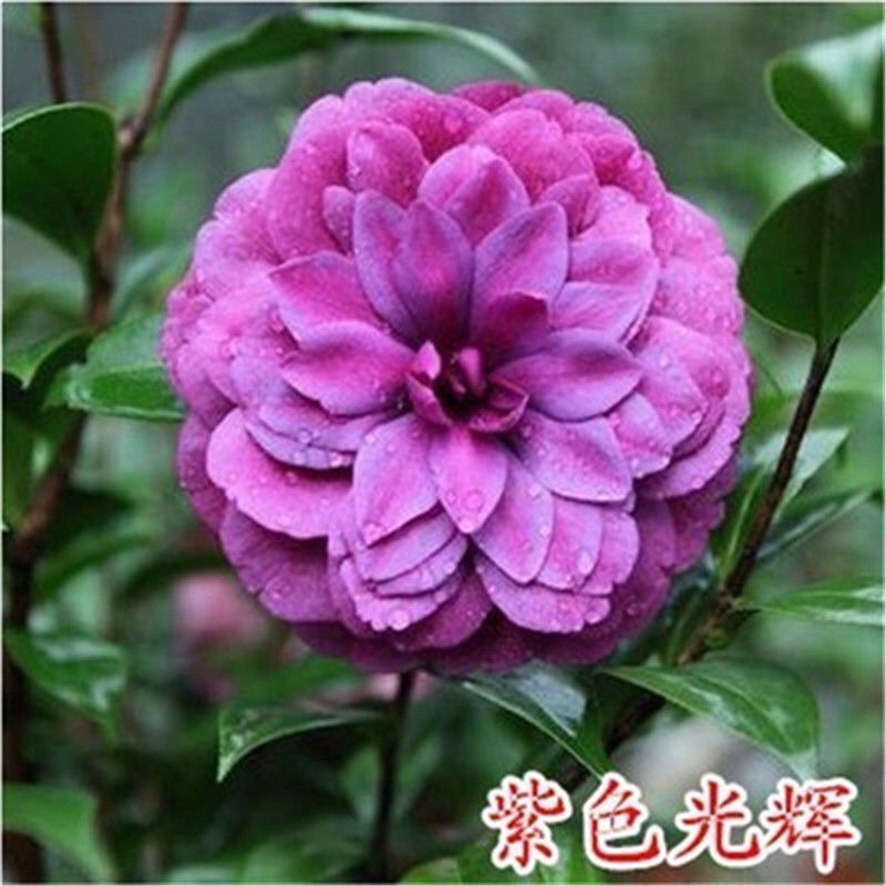 五色赤丹香水茶花盆栽庭院阳台观赏耐寒花卉山茶花国民年