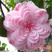 五色赤丹香水茶花盆栽庭院阳台观赏耐寒花卉山茶花国民年