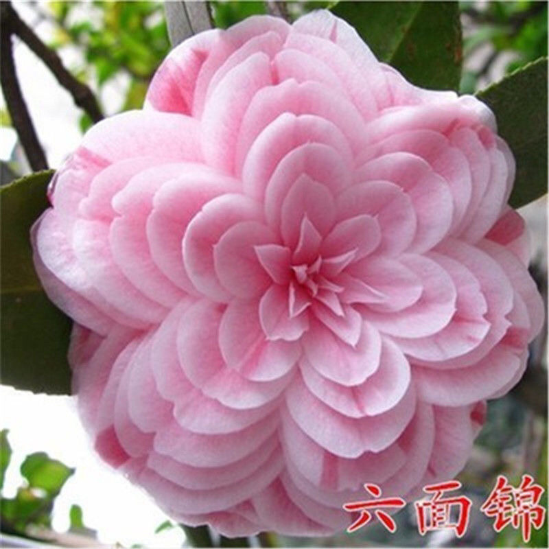 五色赤丹香水茶花盆栽庭院阳台观赏耐寒花卉山茶花国民年