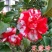 五色赤丹香水茶花盆栽庭院阳台观赏耐寒花卉山茶花国民年