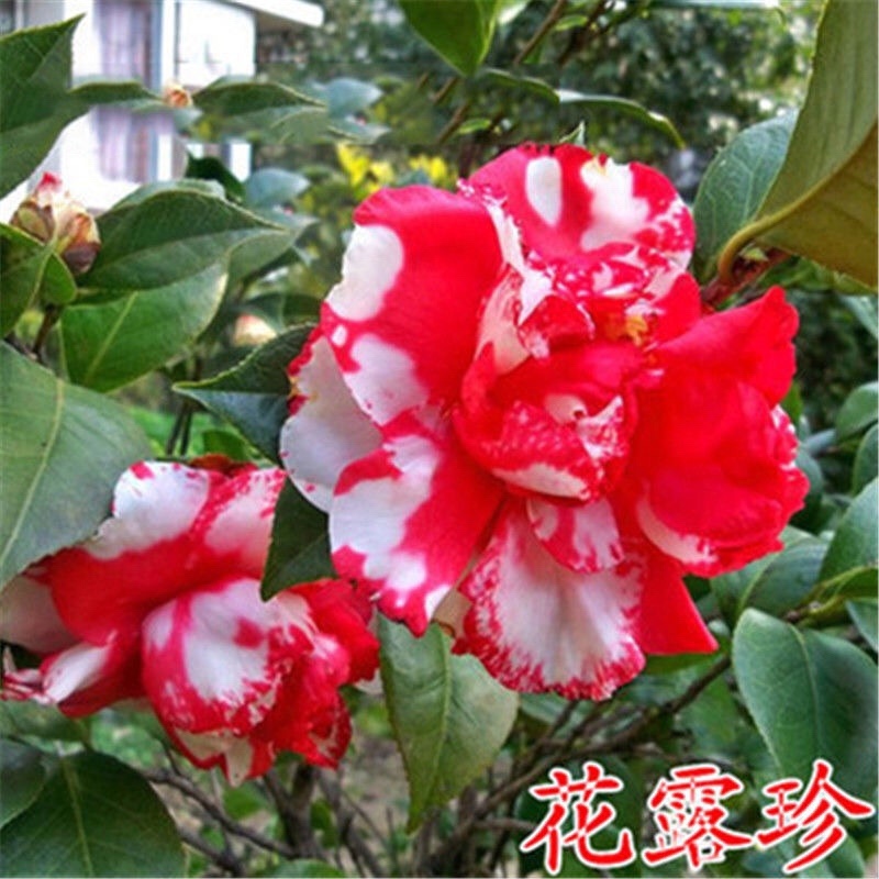 五色赤丹香水茶花盆栽庭院阳台观赏耐寒花卉山茶花国民年