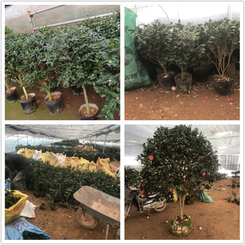 五色赤丹香水茶花盆栽庭院阳台观赏耐寒花卉山茶花国民年