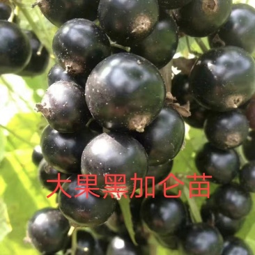 黑龙江东北黑醋栗苗黑加仑苗黑豆果苗树葡萄苗果树苗南北大地