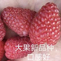 红树莓大果新品种波尔卡四季双季秋果红树莓苗小浆果树苗