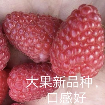 红树莓大果新品种波尔卡四季双季秋果红树莓苗小浆果树苗