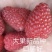 红树莓大果新品种波尔卡四季双季秋果红树莓苗小浆果树苗