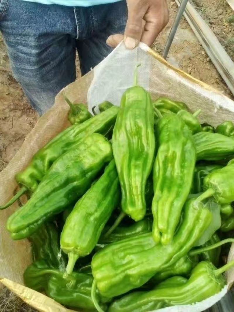 辣椒苗，簿皮泡椒苗螺丝椒苗，线椒苗，牛角椒苗，物流到家，