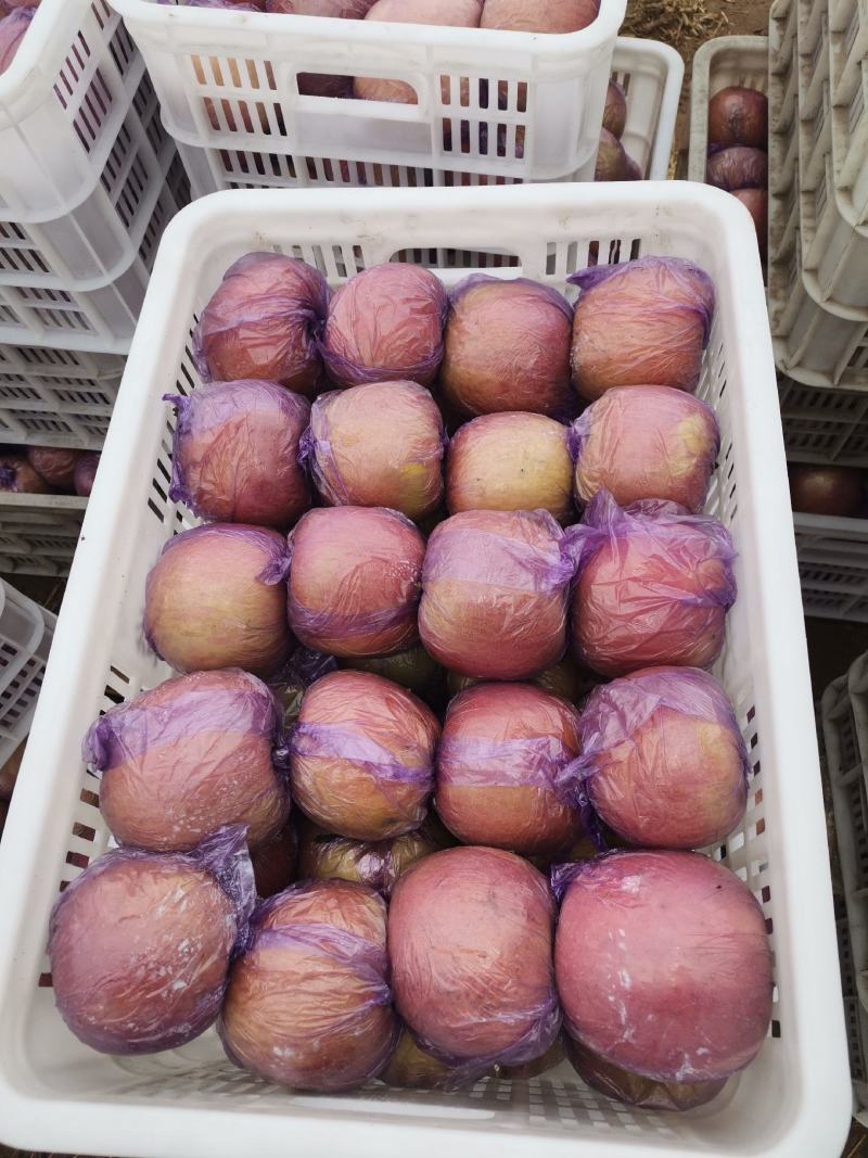 红富士苹果【冰糖心】大量出售！品种齐全！价格美丽！