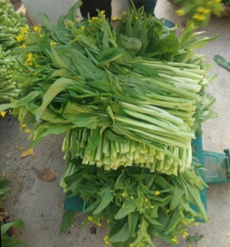 【白菜苔】白菜芯甜菜心产地直供一手货源全国发货