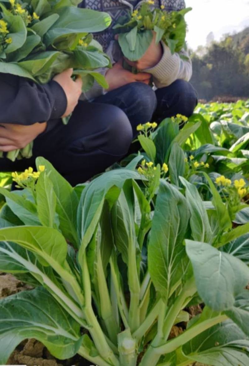 【白菜苔】白菜芯甜菜心产地直供一手货源全国发货