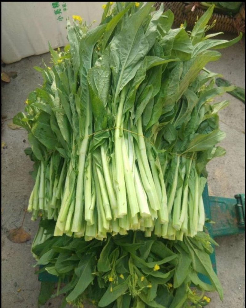【白菜苔】白菜芯甜菜心产地直供一手货源全国发货