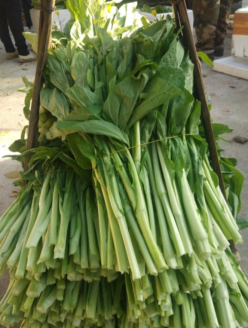 【白菜苔】白菜芯甜菜心产地直供一手货源全国发货
