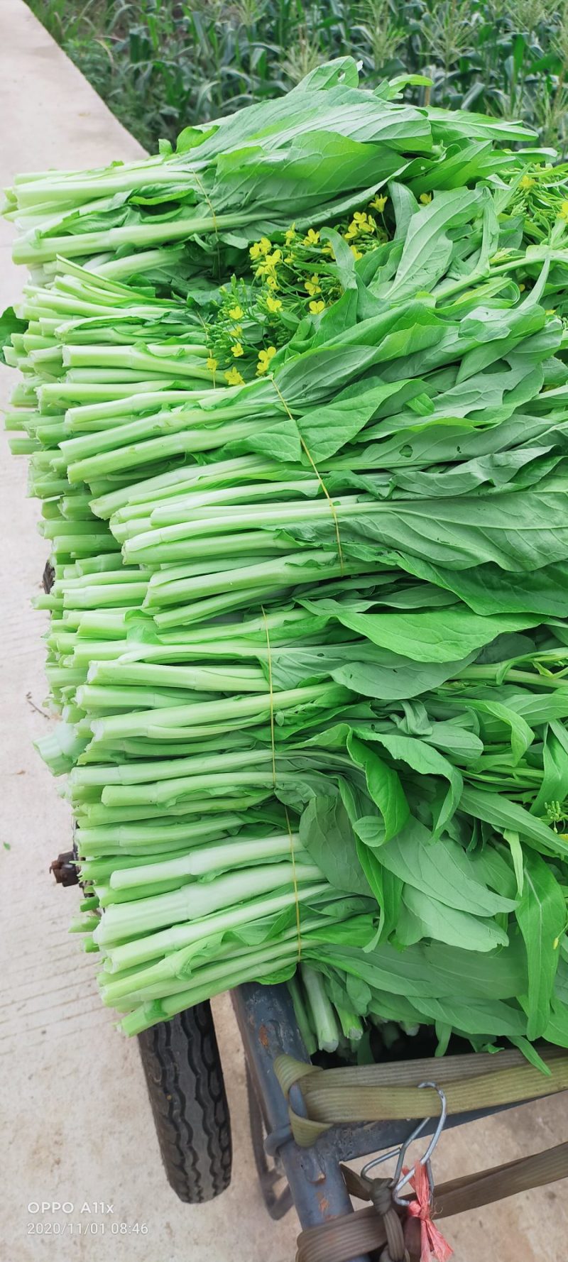 【白菜苔】白菜芯甜菜心产地直供一手货源全国发货
