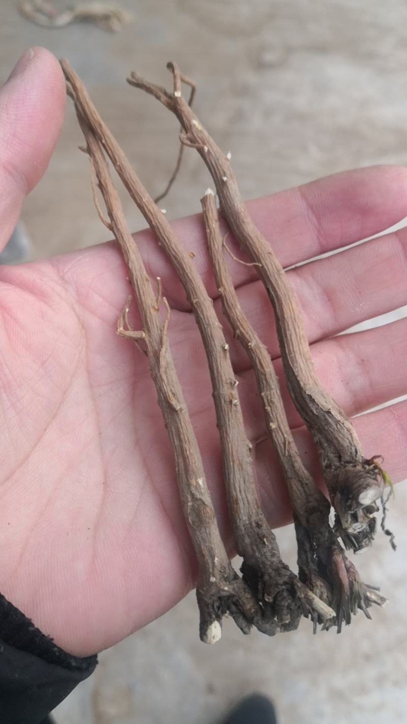 柴胡产地柴胡，水洗切片柴胡，精选切片柴胡，柴胡条