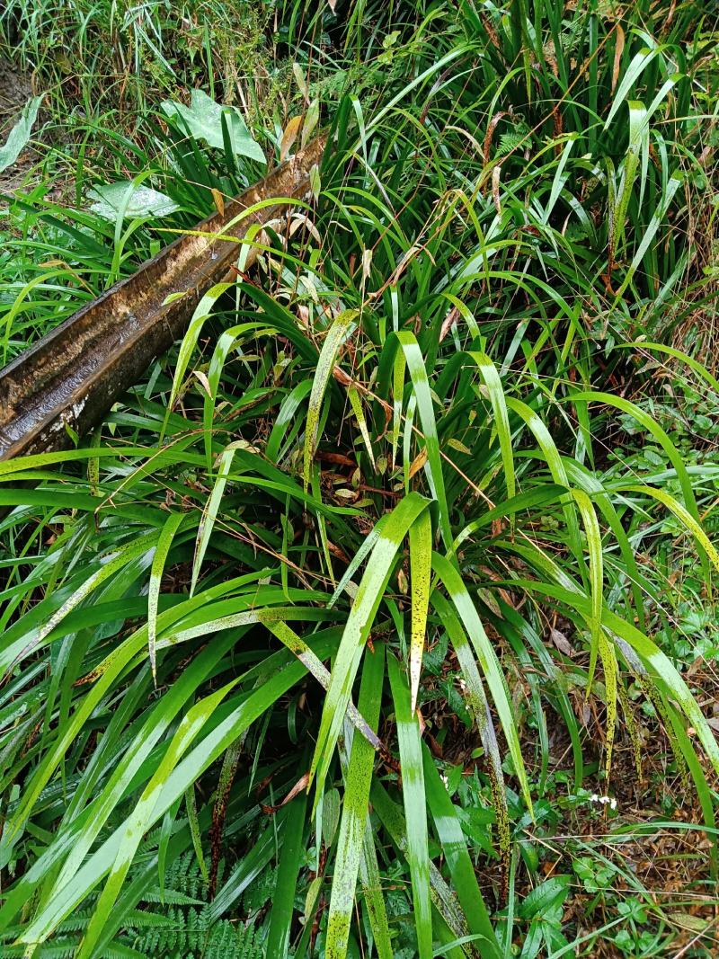 山奈-五香草.真正五香草(叶基部鲜红色)，现挖鲜货直发。