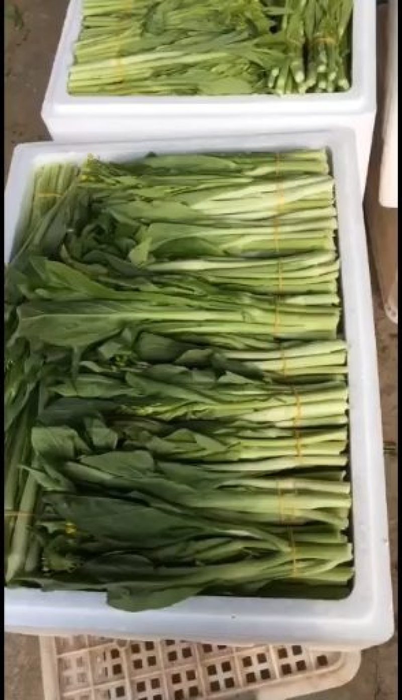 【白菜苔】白菜芯甜菜心产地直供一手货源全国发货