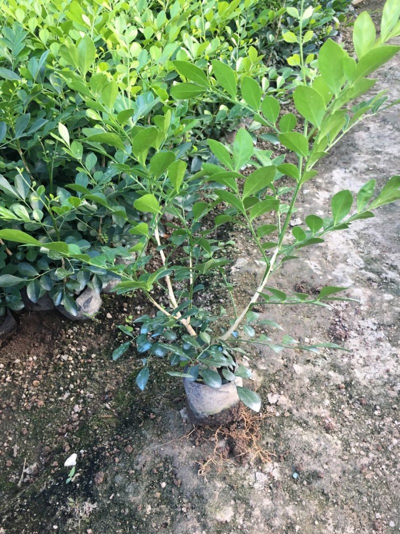 九里香，小杯苗，中杯苗九里香花苗盆栽驱蚊室内外七里香苗