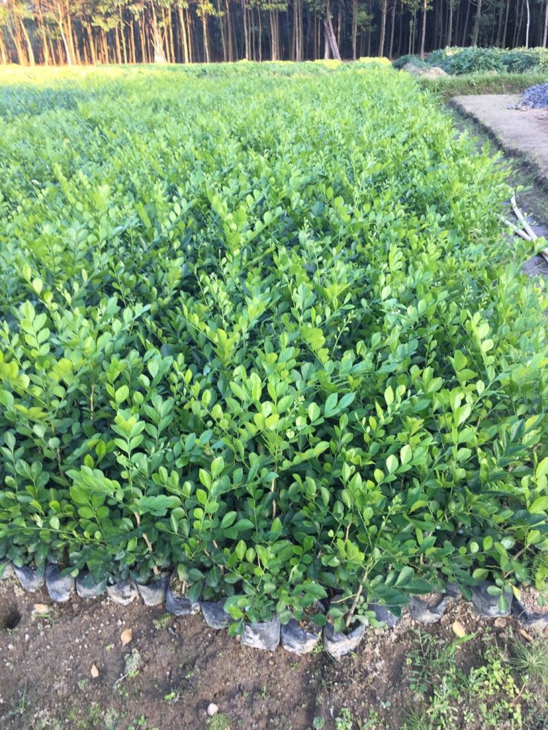 九里香，小杯苗，中杯苗九里香花苗盆栽驱蚊室内外七里香苗