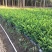 九里香，小杯苗，中杯苗九里香花苗盆栽驱蚊室内外七里香苗