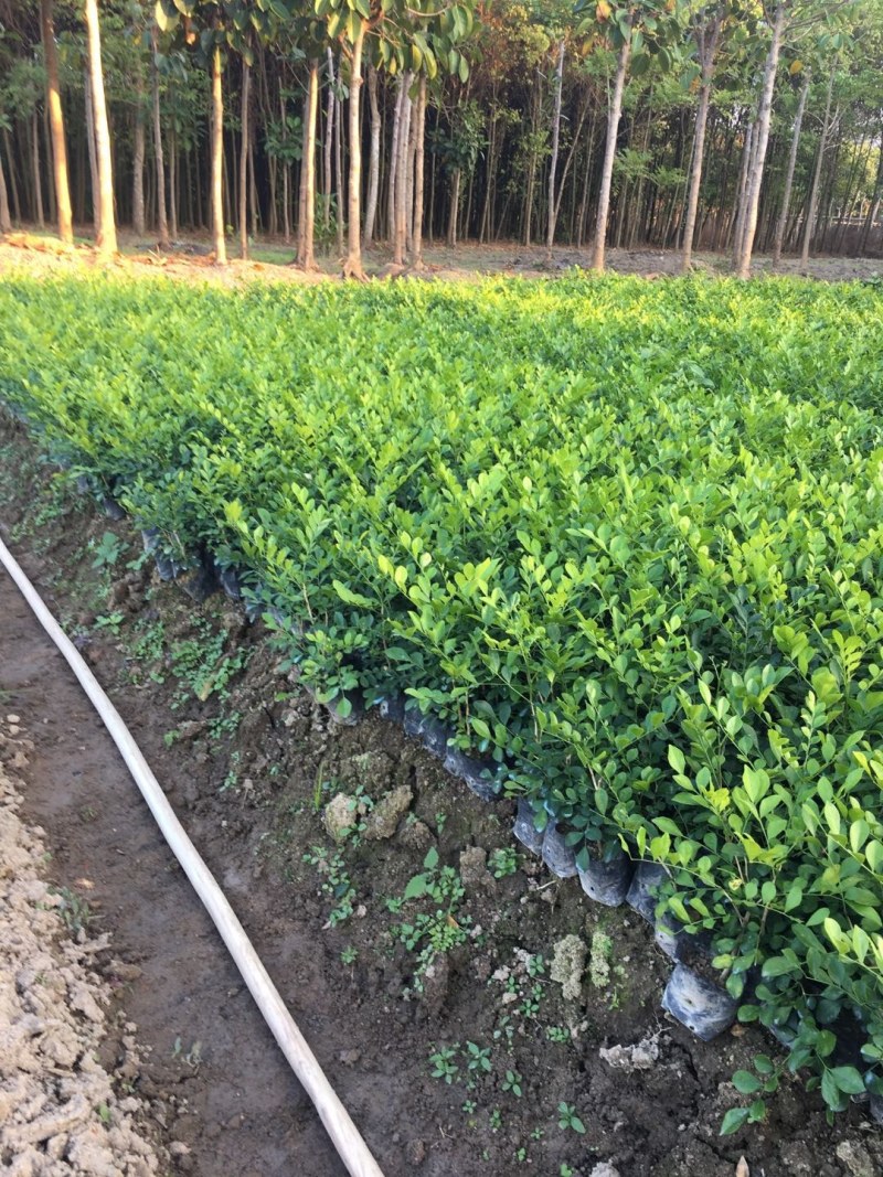 九里香，小杯苗，中杯苗九里香花苗盆栽驱蚊室内外七里香苗
