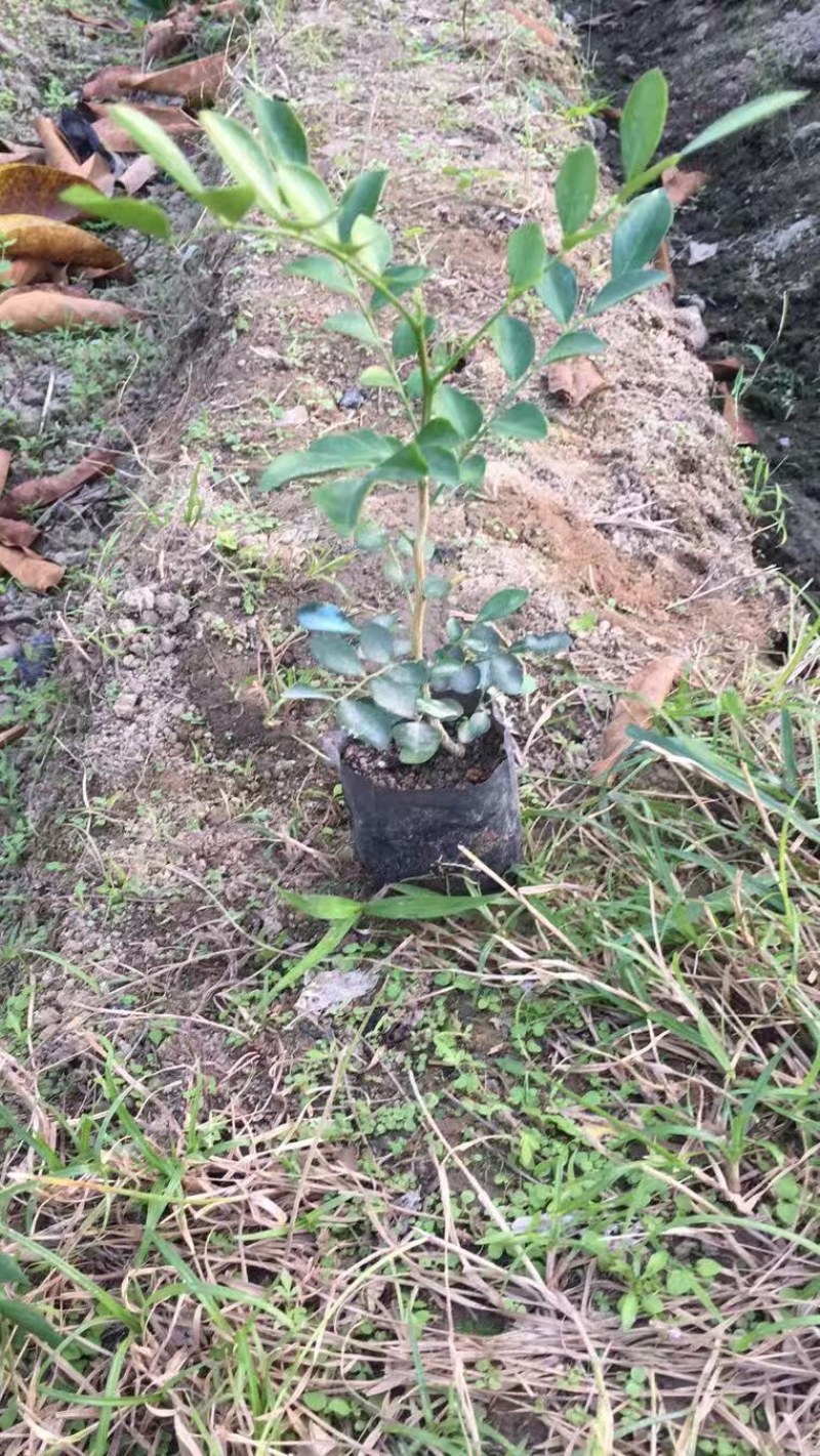 九里香，小杯苗，中杯苗九里香花苗盆栽驱蚊室内外七里香苗