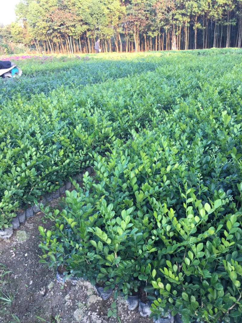 九里香，小杯苗，中杯苗九里香花苗盆栽驱蚊室内外七里香苗