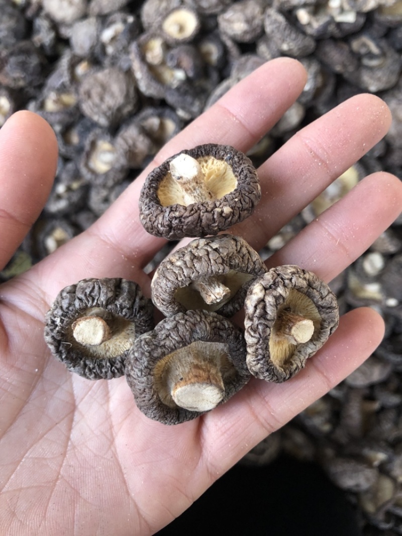 河南西峡香菇干货500g蘑菇冬菇干花菇大量现货一手货源
