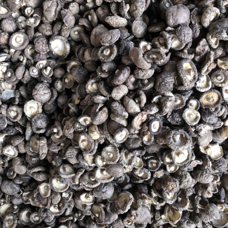 河南西峡香菇干货500g蘑菇冬菇干花菇大量现货一手货源
