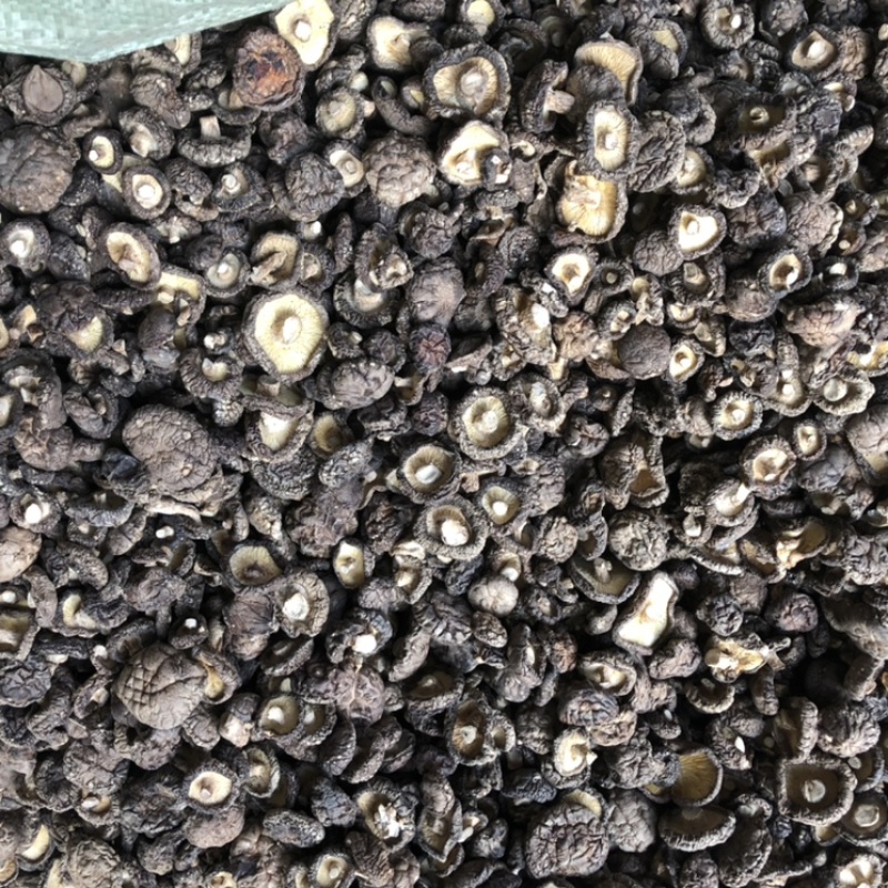 河南西峡香菇干货500g蘑菇冬菇干花菇大量现货一手货源