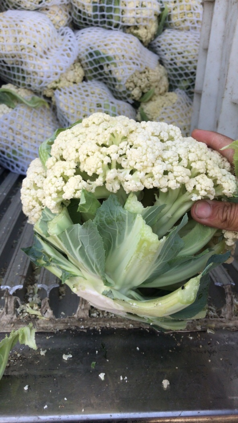 瑞安市登明蔬菜专业合作社